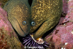 Greedy? Two California Moray Eels square off over a bit o... by Douglas Klug 